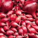 ONION Sets 1/2 Kg RED BLOOD AUTUMN PLANTING Apx 120 Sets